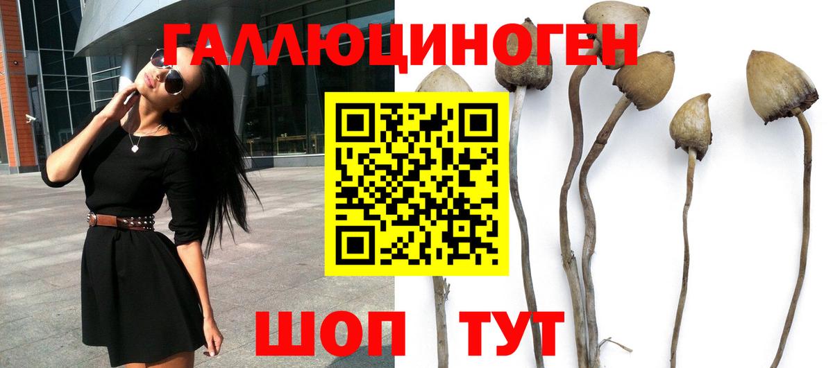 Галлюциногенные грибы Psilocybe  Псилоцибиновые грибы прущие грибы  Сосновоборск  Вход с VPN 